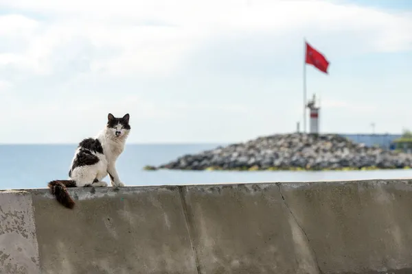 イスタンブールのボスポラス運河の端の桟橋に猫を野良猫 — ストック写真