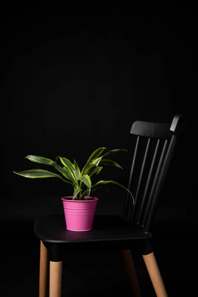 Pot Métal Rose Avec Plante Décorative Sur Chaise Noire Citron — Photo