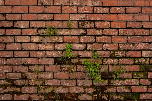 Muro Ladrillo Arcilla Deteriorado Por Humedad Con Poco Escoria Malas — Foto de Stock