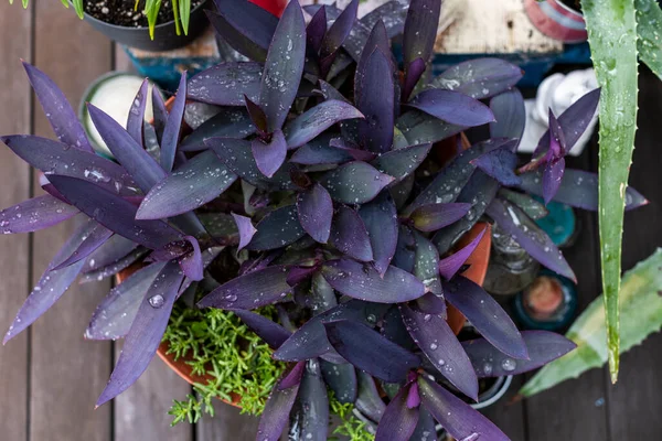 Tradescantia Pallida Заполненная Капельками Воды Полу Доски Городской Террасы — стоковое фото