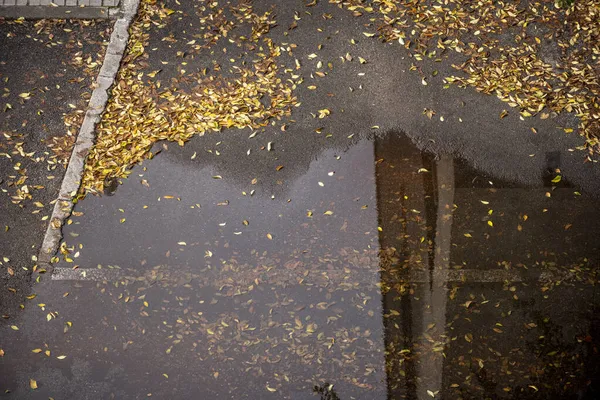 Падшие Осенние Листья Смоляной Земле Большой Лужей Воды — стоковое фото