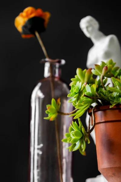 背景に花瓶と暗い設定で装飾的な屋内植物 — ストック写真