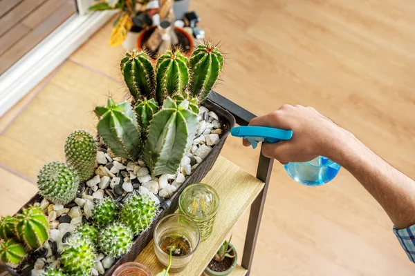 Riego Cactus Con Pulverizador Azul Una Luminosa Sala Estar Con —  Fotos de Stock