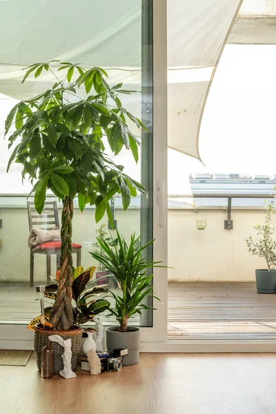 Pachira aquatica, Brezilya sandığı ve Croton Petra teraslı bir dairede.
