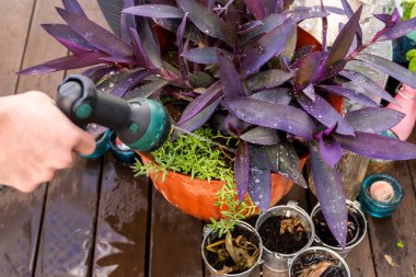 Terasta yeşil hortumla mor çiçekleri sulayan bir el.