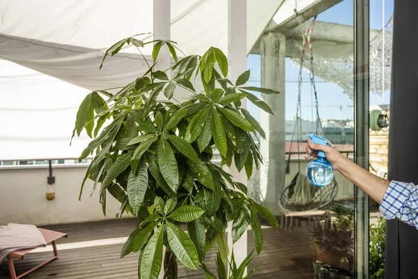 Pachira Aquatica Lidově Nazývaná Kaštanovník Guyanský Stromový Druh Čeledi Bombaceae — Stock fotografie