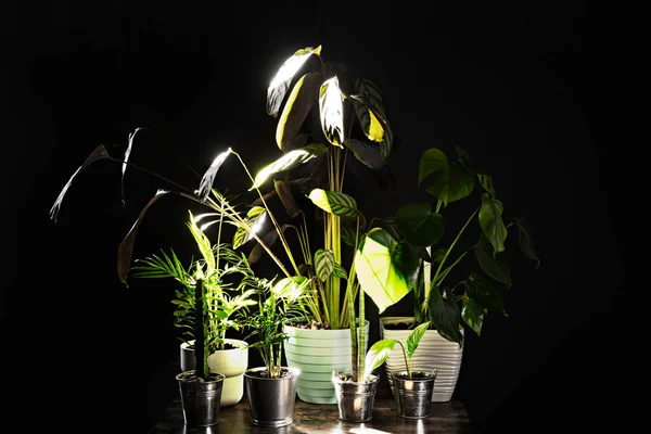 Potted Plants Backlit Dark — Stockfoto