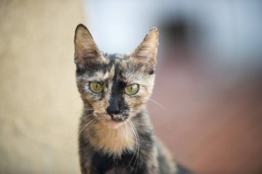 Başıboş kedi gururlu bir hareketle kameraya poz veriyor.