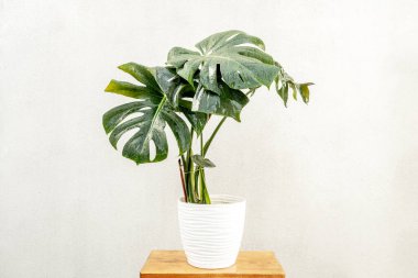 Monstera deliciosa beyaz tencerede yağmurdan ıslanmış yapraklarla