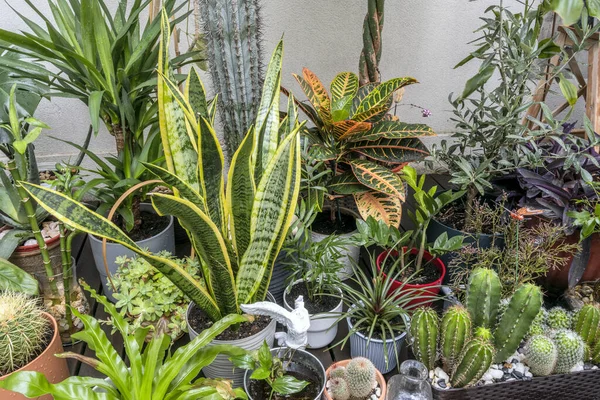 Bir sürü bitki, kaktüs, croton petra, sansevieria, zeytin ağaçları ve şehir terasında dekoratif parçalar.