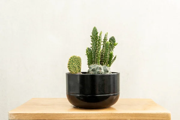 Pot Avec Différents Types Cactus Tonneau Oreilles Lapin Cereus — Photo