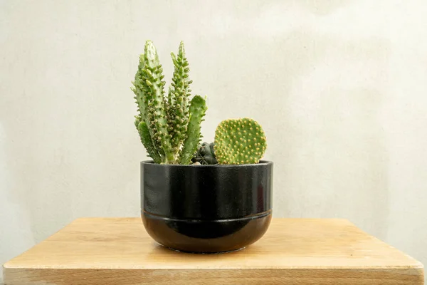 Pot Noir Avec Divers Types Cactus Tonneau Oreilles Lapin Cereus — Photo