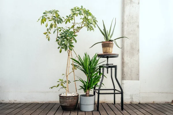 Dekorative Zimmerpflanzen Mit Aloe Auf Einem Hocker Schefflera Braunen Topf — Stockfoto