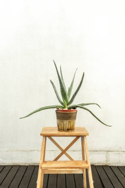 Aloe, aloe, aloe veya asbar olarak da bilinir, sulu bitkilerin bir türüdür..