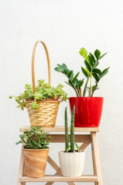 Dört bitki, sulu, sansevieria silindiri, echeveria ve zamioculca içeren çiğ ahşap bir merdivenin dikey görüntüsü.