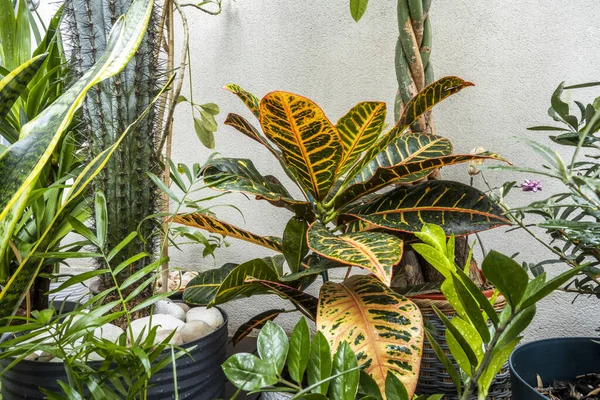 Sada Dekorativních Rostlin Včetně Croton Petra Zamioculca Sansevieria Palmy Olivovníku — Stock fotografie