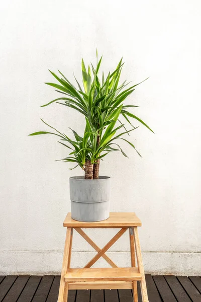 Nice Green Brazil Trunk Leaves Gray Pot Raw Wooden Staircase — Stock Photo, Image