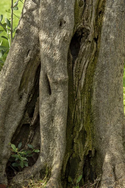 非常に古い木の幹と異なる結び目の百年オリーブの木 — ストック写真