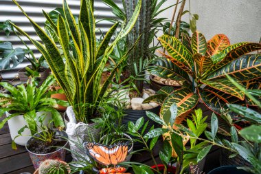 Terasta güzel bitkiler, croton petra, sansevieria, kaktüs, zeytin ağacı ve palmiyeler.