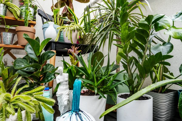 Set Dari Berbagai Macam Tanaman Dekoratif Indoor Dengan Kaktus Pachira — Stok Foto