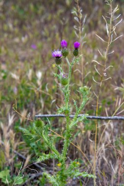 Yeşil bir tarlada fuşya çiçekleri olan düz dallı devedikeni bitkisi.