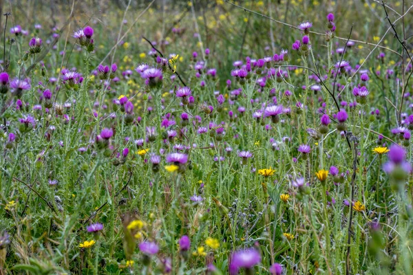 Wildflower Field Green Grass Fuchsia Yellow Flowers — Stok fotoğraf