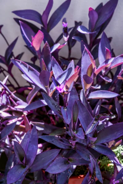 Tradescantia Pallida Toxic Generally Considered Safe Human Consumption Also Fodder — 스톡 사진