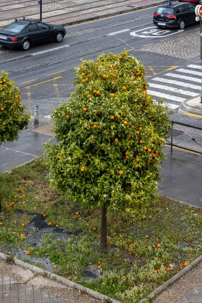 Ornamental fruit tree a rainy day in the streets of Granada