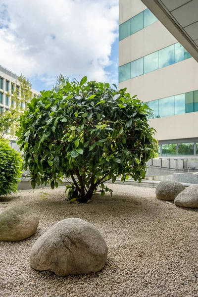Decorative trees in the garden of an office building
