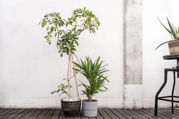 Tronco Brasileiro Aloés Schefflera Seus Potes Terraço Com Pisos Madeira — Fotografia de Stock