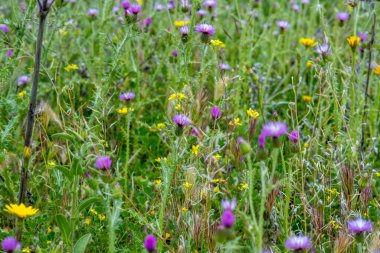 A field of grass and wild flowers in the middle of the field.