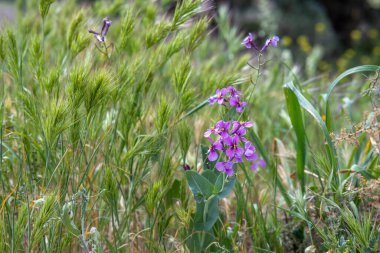 Plants with fuchsia flowers and a lot of grass in the middle of the field