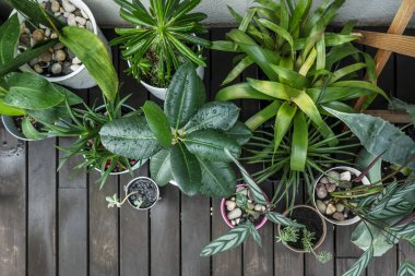 A lot of plants of all kinds each one in its pot recently watered on a terrace with acacia wood floor