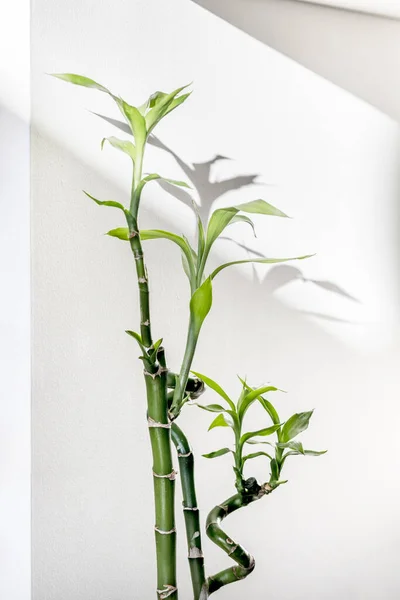 Lucky bamboo leaves creating a shadow on the white wall