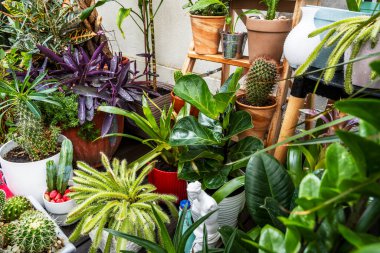 Decorative indoor plants of all kinds on an urban terrace