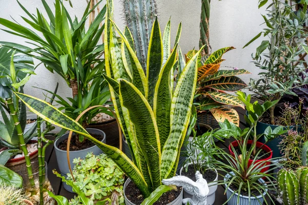 Decorative indoor plants of all kinds with a sansevieria on an urban terrace