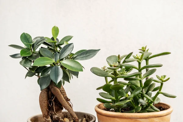Jade plant and green ficus benjamina in small clay pots filled with dew drops on white background