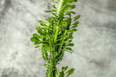 Euphorbia trigona gri arkaplan ile ayrıntı bırakır