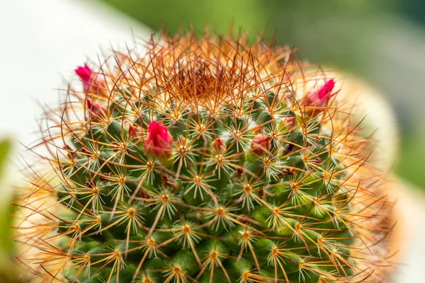 Cactus Many Sharp Prickly Spines Flower Buds Crown — Stock Photo, Image