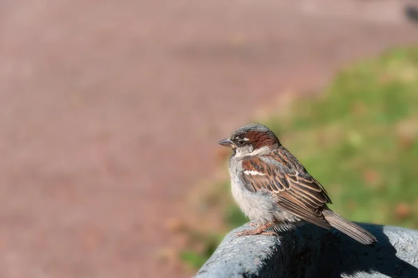 Gri küçük bir serçe gri bir taşın üzerinde yeşil çimenlerin arka planında oturuyor. Yaz günü. Yan görüş. Yüksek kalite fotoğraf