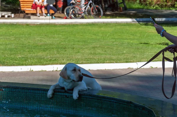 Bir kadın, fıskiyenin kenarında cep telefonuyla duran bir köpeğin fotoğraflarını çekiyor..