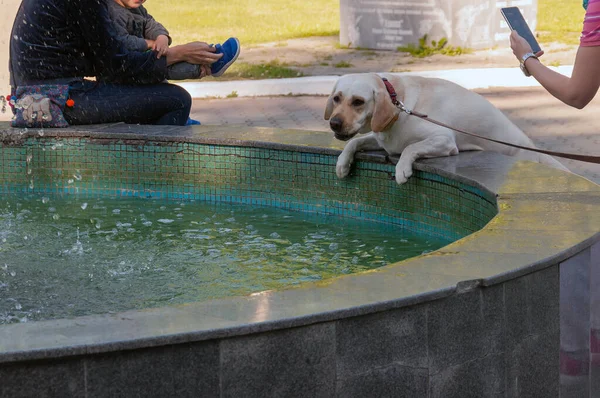 Tagsüber steht ein weißer Hund am Rande des Brunnens. Eine Frau fotografiert einen Hund mit dem Handy. — Stockfoto