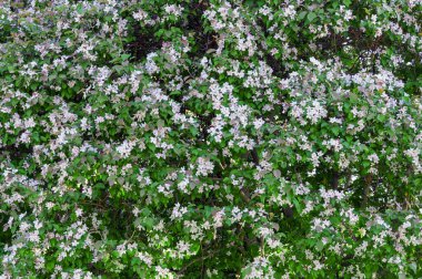 Çiçek açan elma ağacı, yeşil arka planda küçük beyaz çiçekler, pürüzsüz doku.