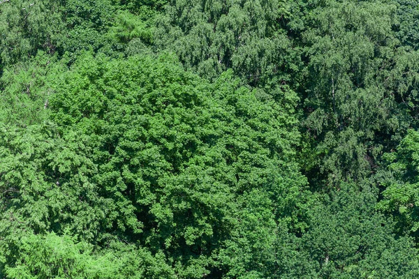 Yeşil çalı, ağaçlar, çalılıklar, dikişsiz yaprak dokusu