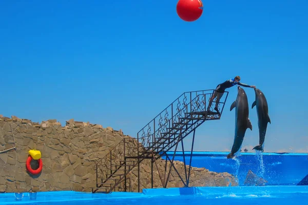 İki yunus aynı anda mavi gökyüzüne karşı sudan atladı. Yunusların sıçrayışı. Yunusevi.