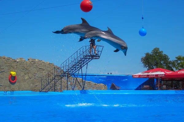 Havada yunuslar var. İki yunus aynı anda mavi gökyüzüne karşı sudan atladı. Yunusların sıçrayışı. Yunusevi.