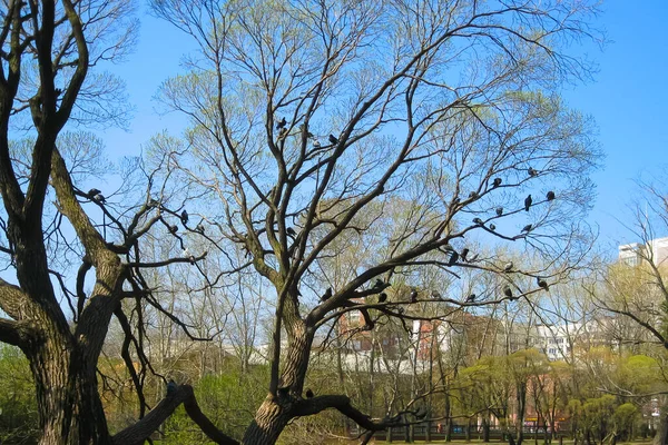 Birçok güvercin parktaki bir ağacın dallarında oturur. Yaz. Gün. — Stok fotoğraf