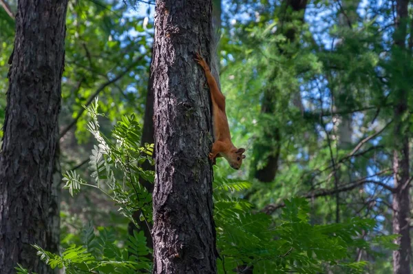 Bir kırmızı sincap bir ağacın gövdesinde yürür. Yaz, orman
