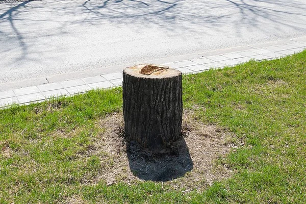 Yol kenarındaki yeşil çimlerin üzerinde bir kütük duruyor.