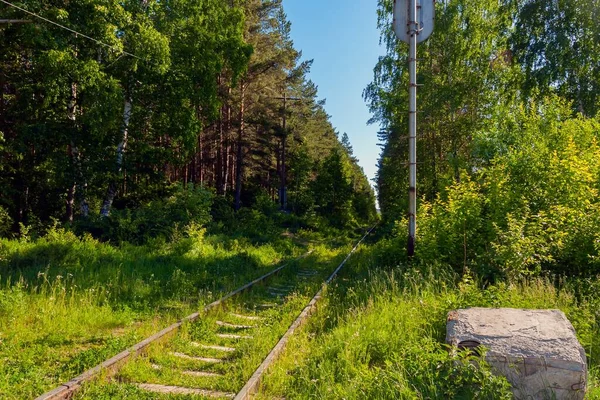 Ormanın derinliklerine uzanan terk edilmiş eski bir demiryolu.